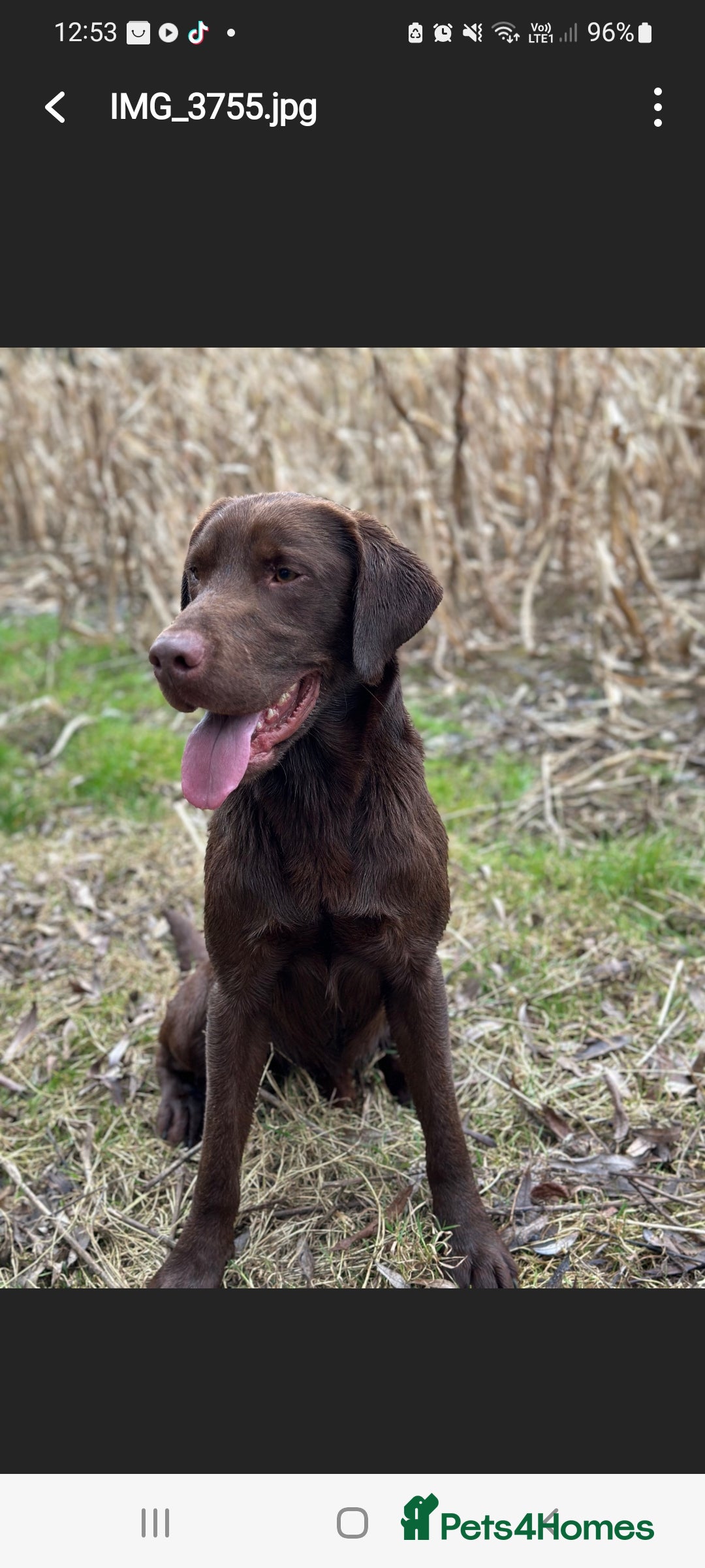 Labrador Retriever dogs for sale: Bundle of Chocolate Joy- Labrador Retrive Puppies - Image 34