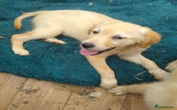 Golden Retriever dogs for sale: Wonderful,playful ,adventurous happy little furs😍 - Image 14