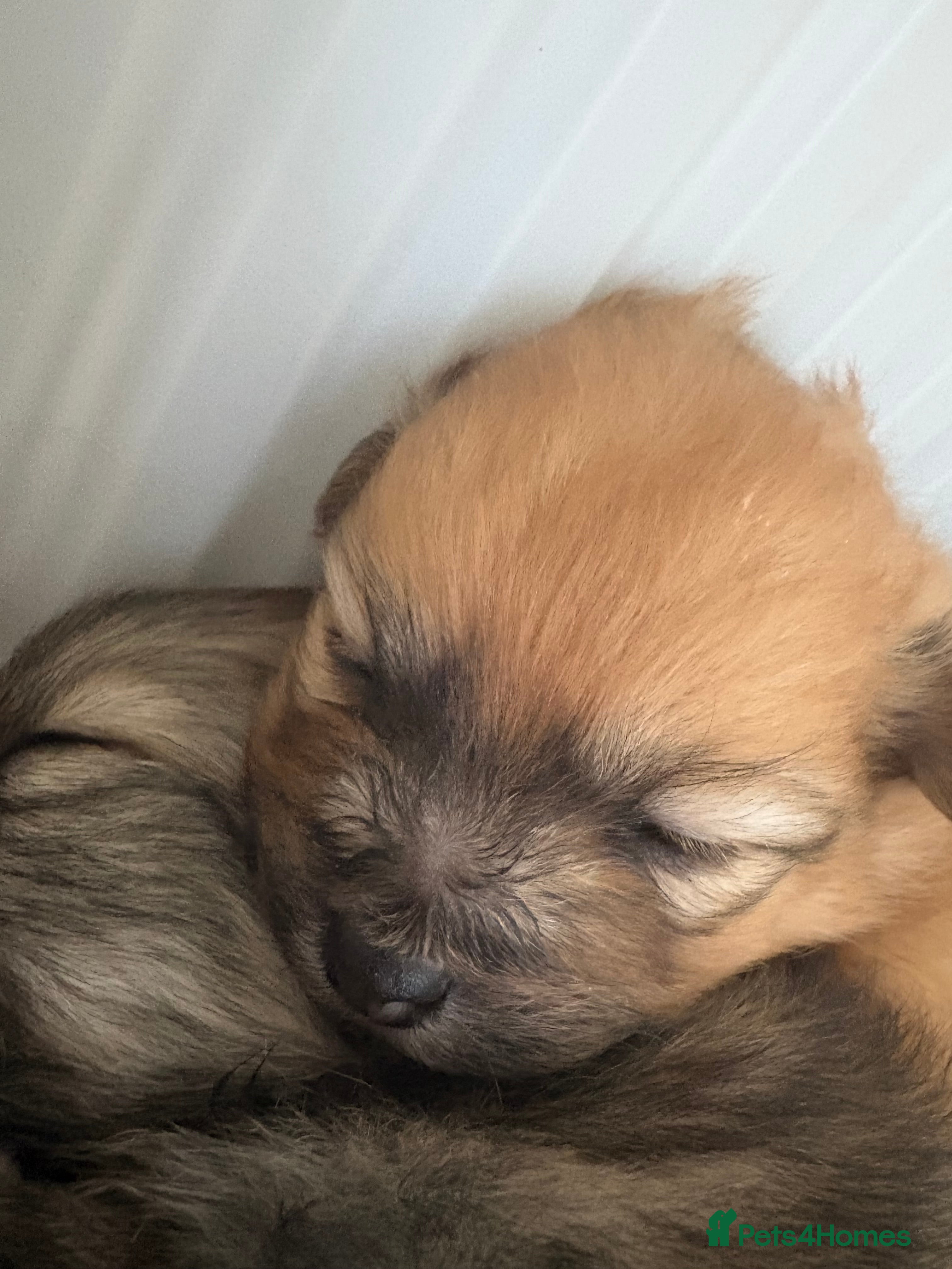 Pomeranian dogs for sale: Beautiful pomerian puppys ready now🐻 - Advert 25