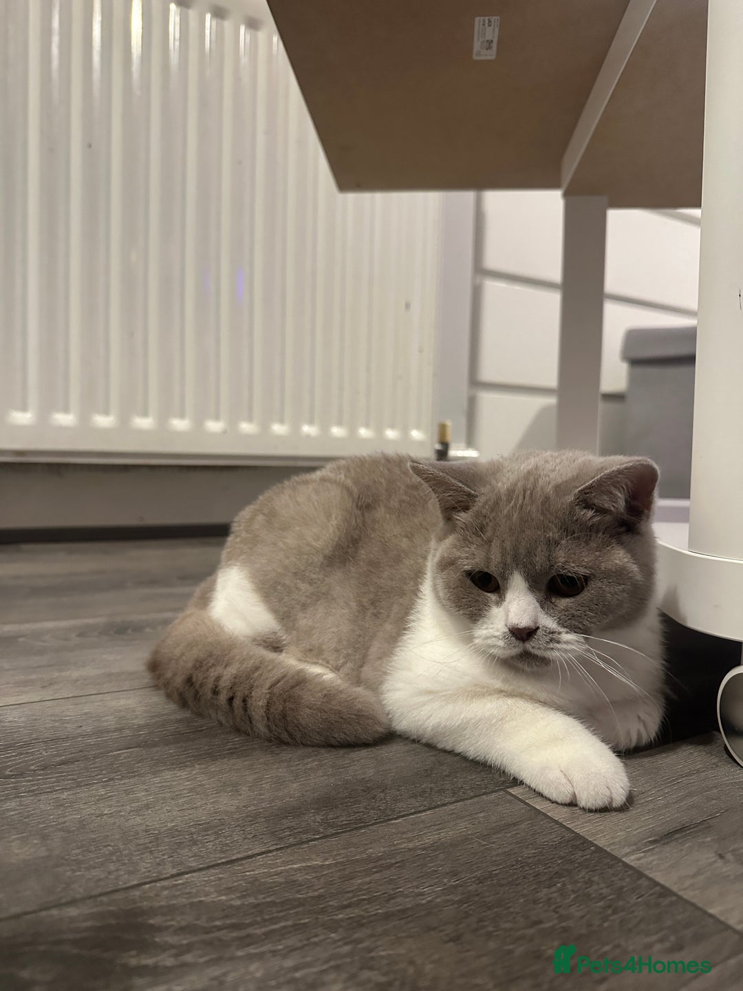 British Shorthair cats for sale: British shorthairs - Advert 6