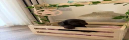 Cocker Spaniel dogs for sale: Show type cocker spaniels KC  - Advert 21