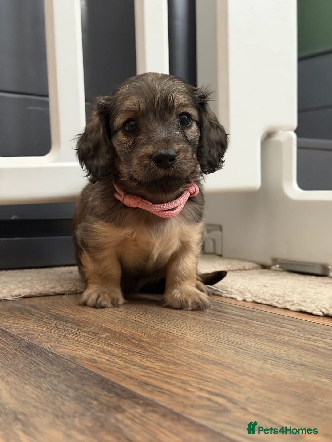 Miniature Dachshund dogs for sale: Miniature Long haired Dachshunds - Shaded Cream in Swindon - Advert 15
