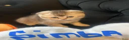 Scottish Fold cats for sale: Scottish Fold  kittens ❤️READY TO LEAVE ❤️ - Advert 22