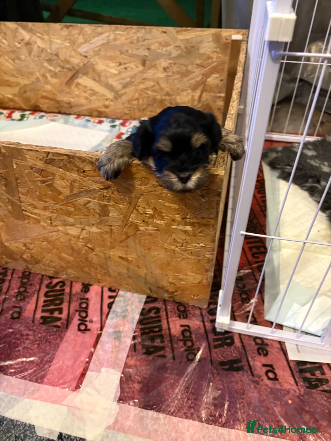 Maltipoo dogs for sale: Tiny maltipoo 1 phantom boy  in Stevenage - Advert 10