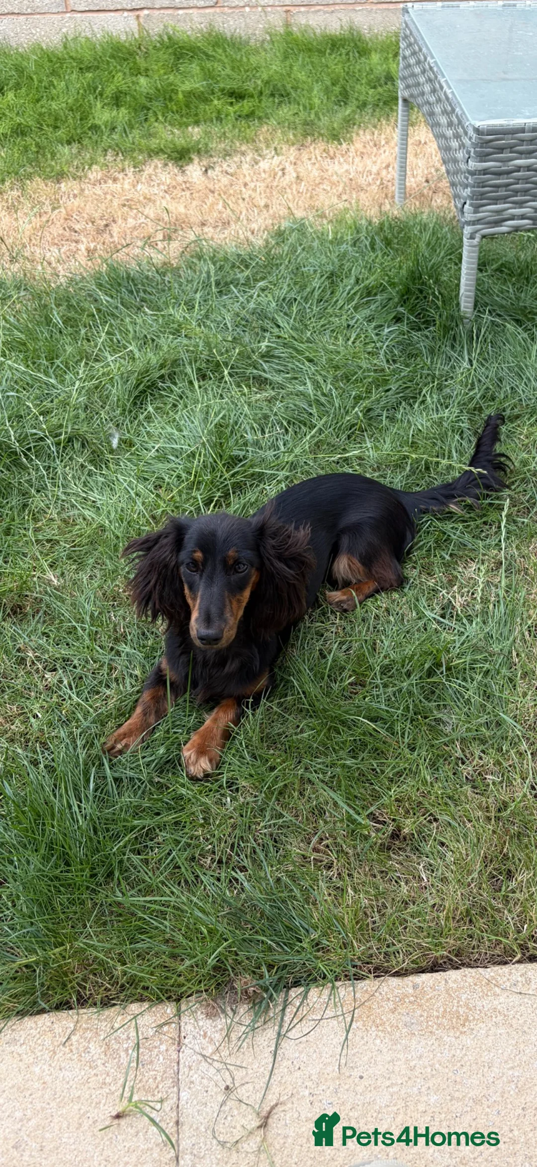 Miniature Dachshund dogs for sale: KC long haired miniature dachshund female🩷 in Rhyl - Advert 2