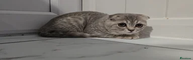 Scottish Fold 