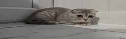 Scottish Fold cats for sale: Beautiful Scottish Fold,British & Munchkin Kittens - Advert 23