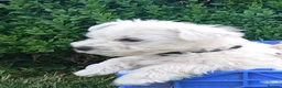 West Highland Terrier dogs for sale: Westie boy pup - Advert 3