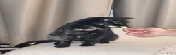Domestic Shorthair cats for sale: Beautiful Tortoiseshell Domestic Shorthair Cat - Advert 9