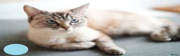 Mixed Breed cats for sale: 3 Siamese and Ragdoll mixed kittens - Advert 19