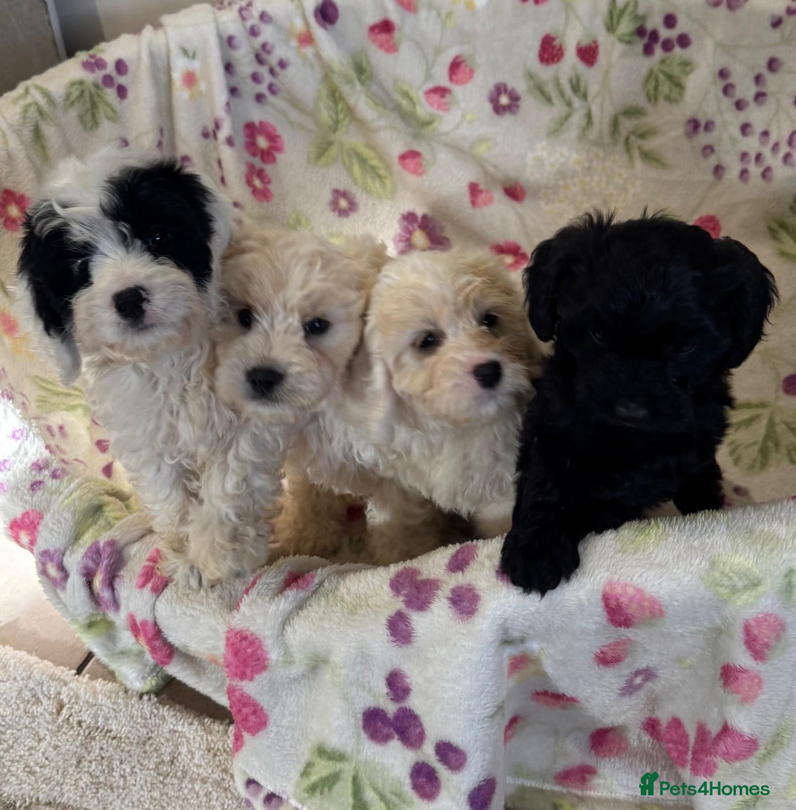 Cockapoo dogs Beautiful cockapoo - Advert 2