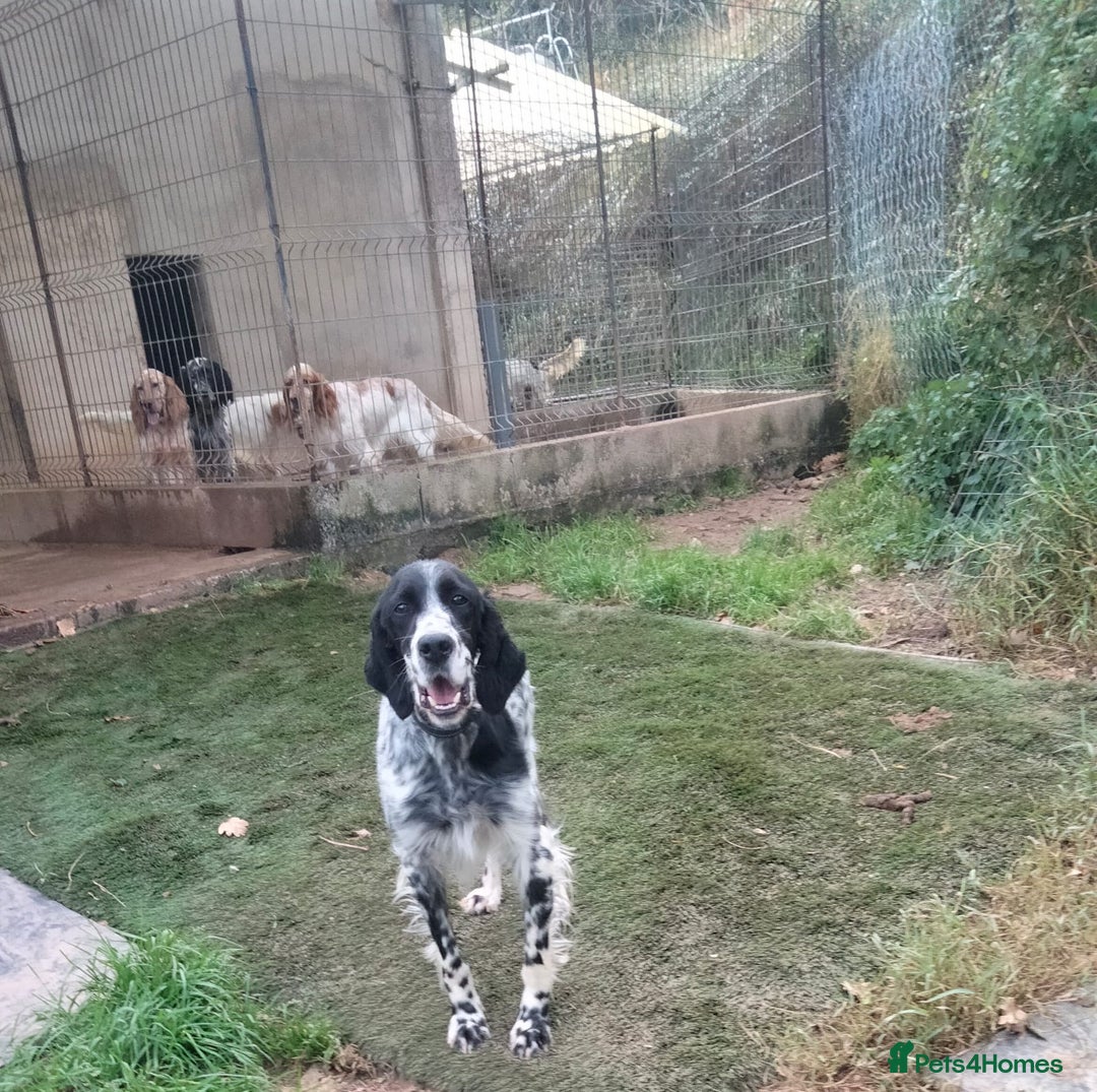 English Setter dogs for adoption: Ras   - Advert 4