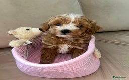 Maltipoo dogs for sale: Stunning Red Maltipoo Boys 🐶  - Image 3