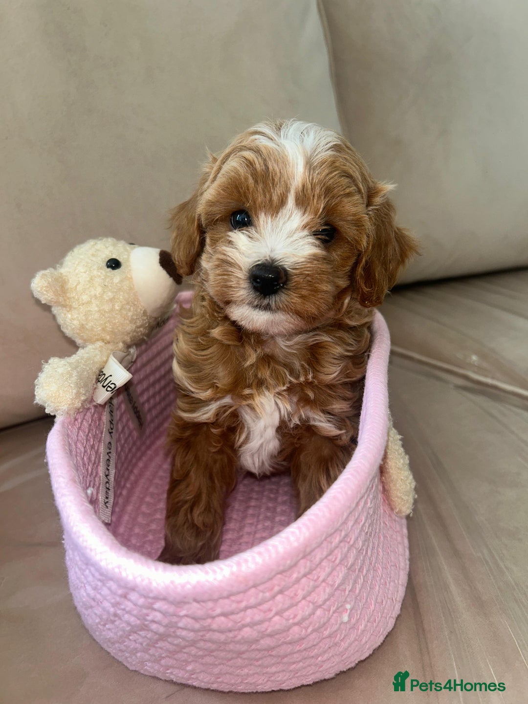Maltipoo dogs for sale: Stunning Red Maltipoo Boys 🐶  - Image 3