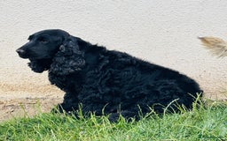 Cocker Spaniel dogs for sale: Retirement home  - Image 23