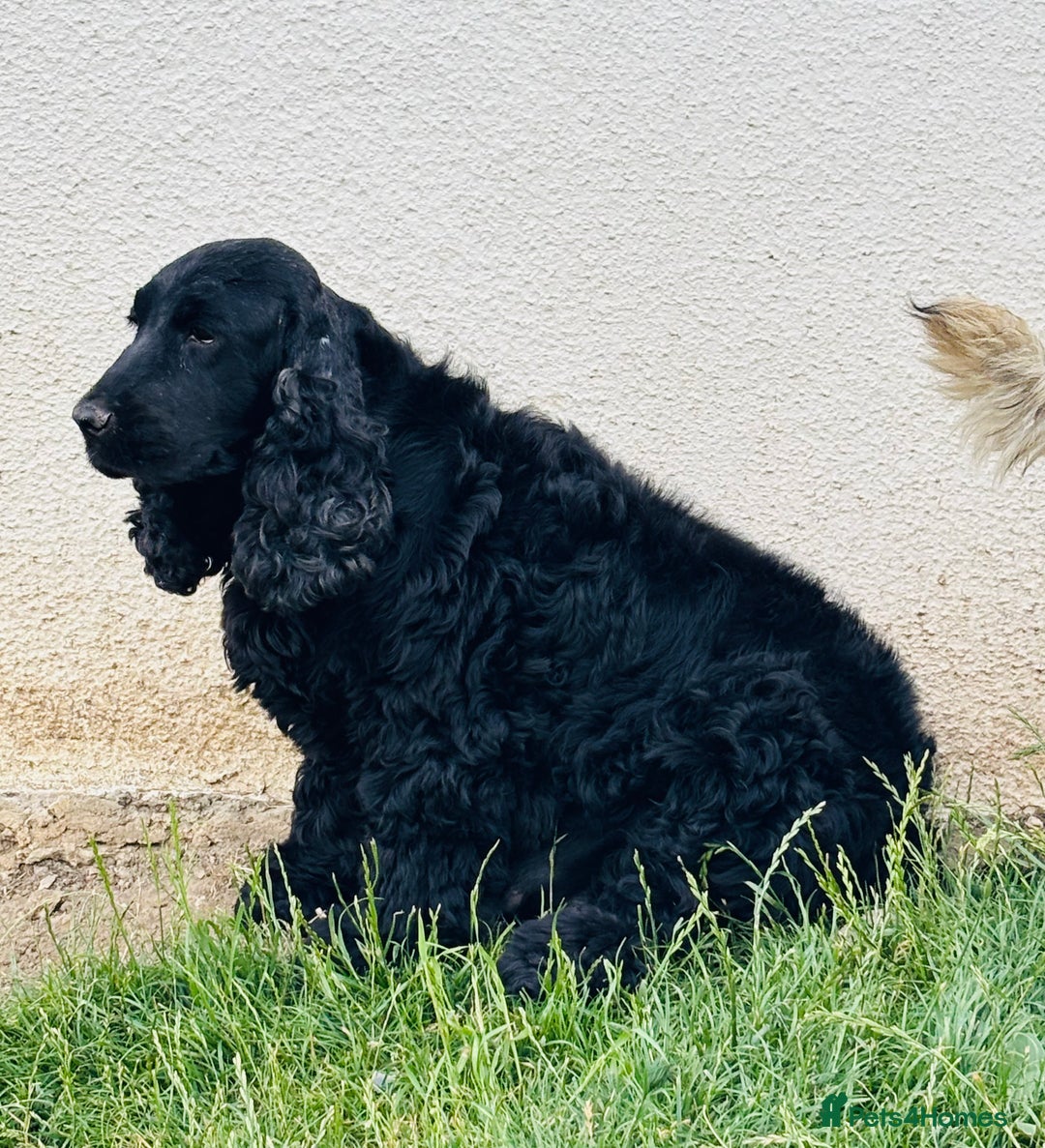 Cocker Spaniel dogs for sale: Retirement home  - Image 23