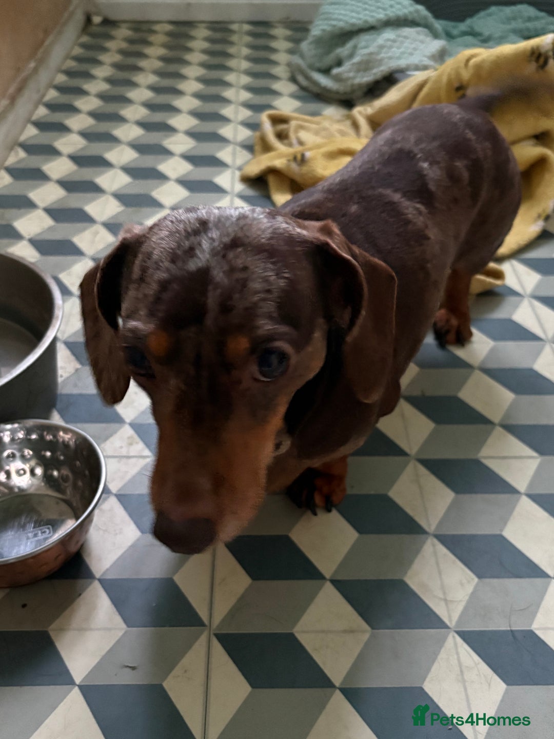 Miniature Dachshund dogs for sale: Mini dachshund female for sale  - Advert 10