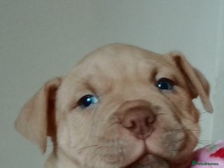 American Bully dogs American pocket bully - Advert 4