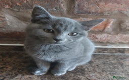 British Shorthair cats for sale: Stunning British Short ready for forever home - Advert 3