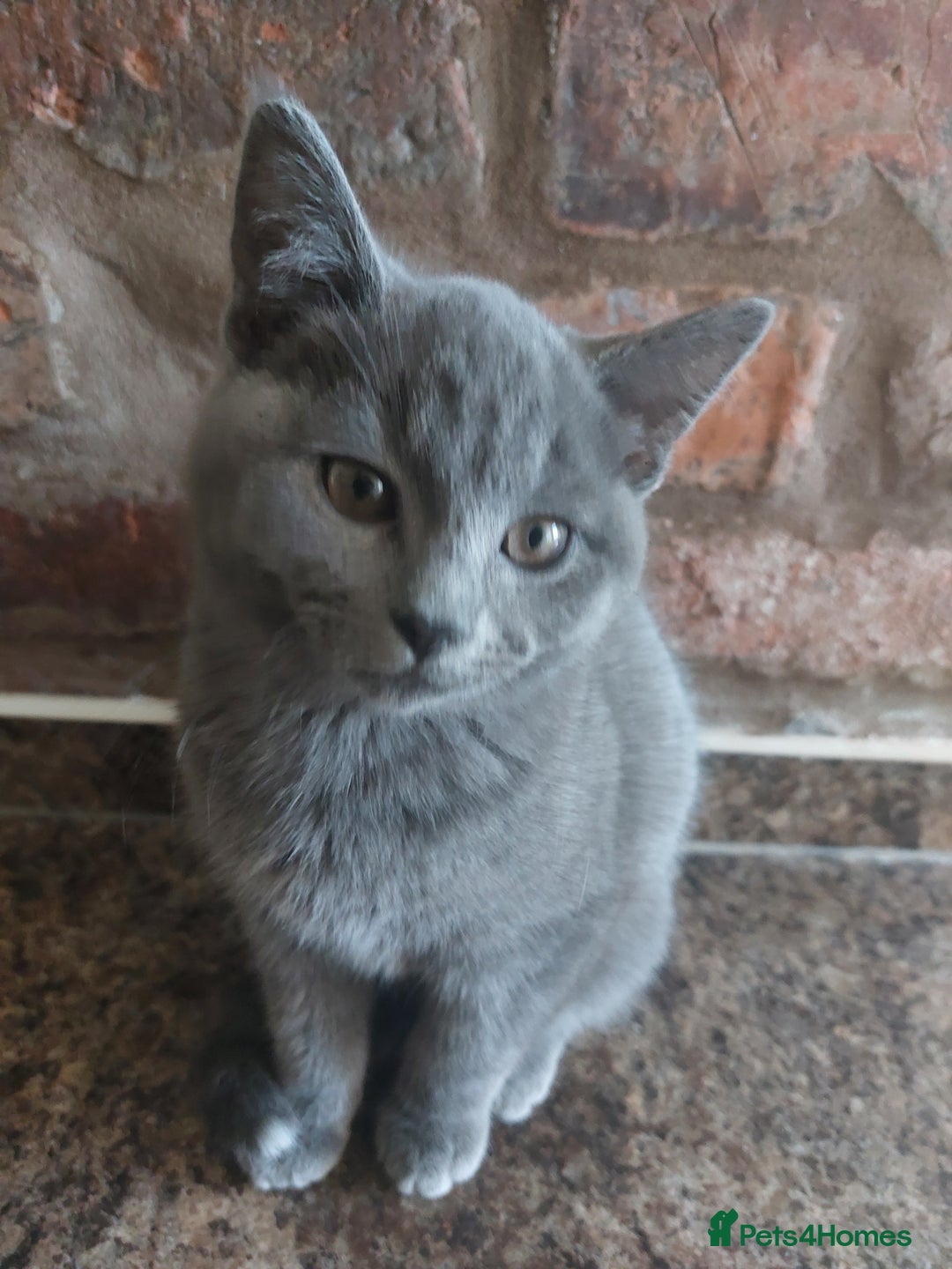 British Shorthair cats for sale: Stunning British Short ready for forever home - Advert 3