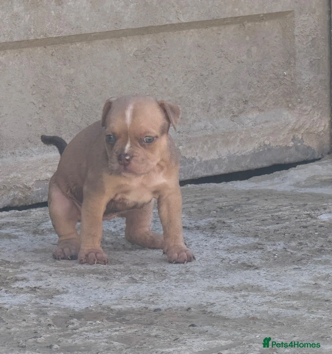 American Bully dogs for sale: ABKC REGISTERED Pocket bullz - Advert 2
