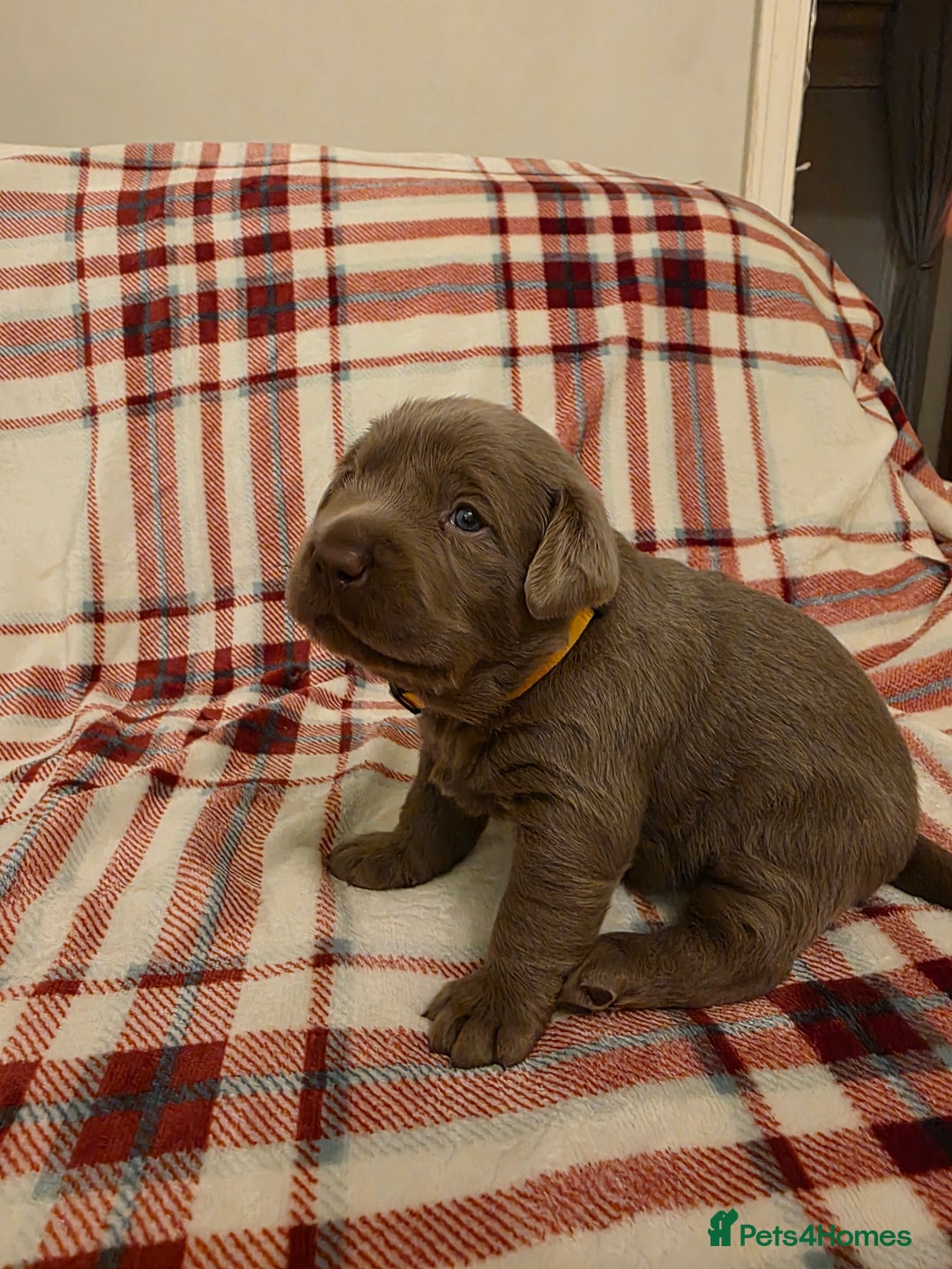 Labrador Retriever dogs for sale: Silver Labrador Puppies For Sale - Advert 12