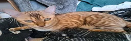 Bengal cats for sale: Mink x snow lynx bengal  - Advert 13