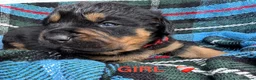 Rottweiler dogs for sale: Rottweilerx - Advert 6