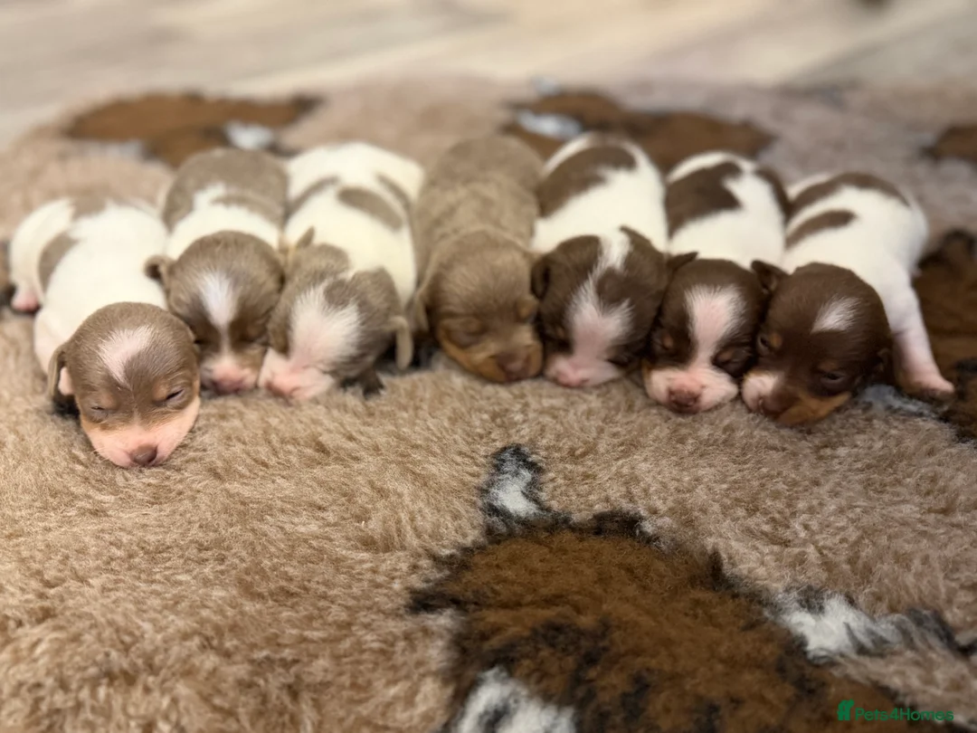 Jack Russell dogs for sale: DONJACKS - fully health tested miniature puppies  - Advert 7