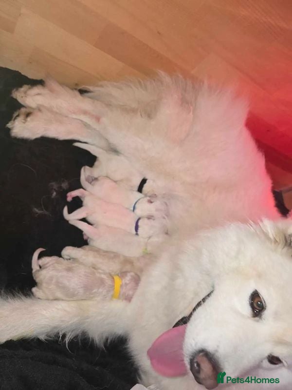 Samoyed dogs 2last samoyed left - Advert 16