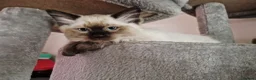 Ragdoll cats for sale: Beautiful Chunky Fluffy Ragdoll kittens in Southend-on-Sea - Advert 4