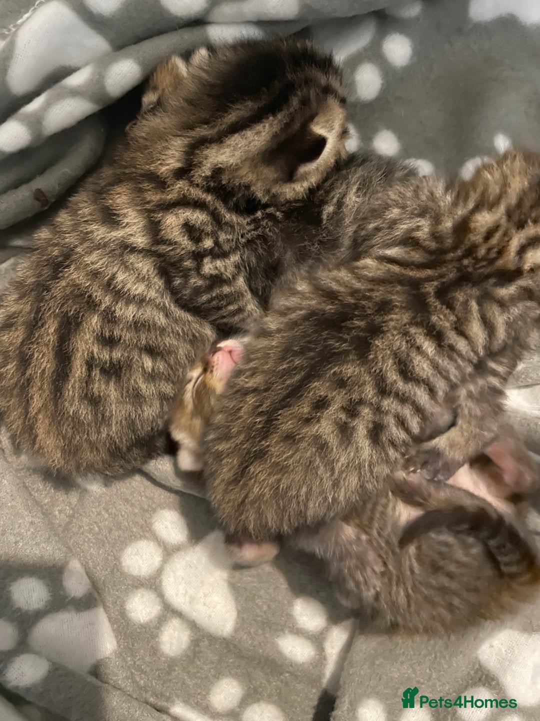 Mixed Breed cats for sale: 4 Beautiful Bears  - Advert 3