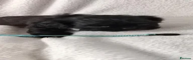 Shih Tzu 4
