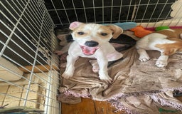 Mixed Breed dogs for sale: Lurcher  - Image 11