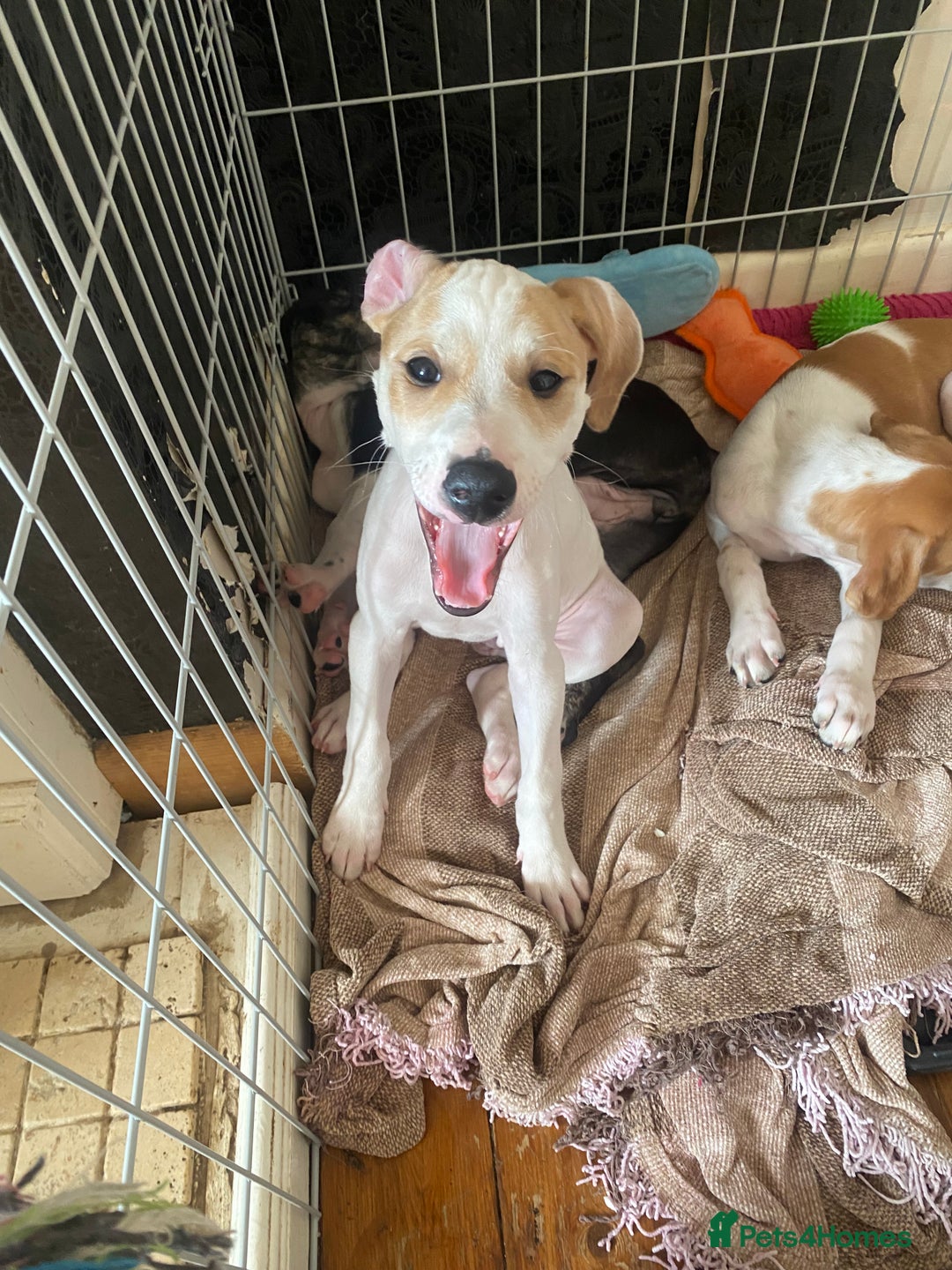 Mixed Breed dogs for sale: Lurcher  - Image 11