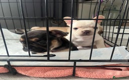 French Bulldog dogs for sale: French bulldog puppies  - Image 17