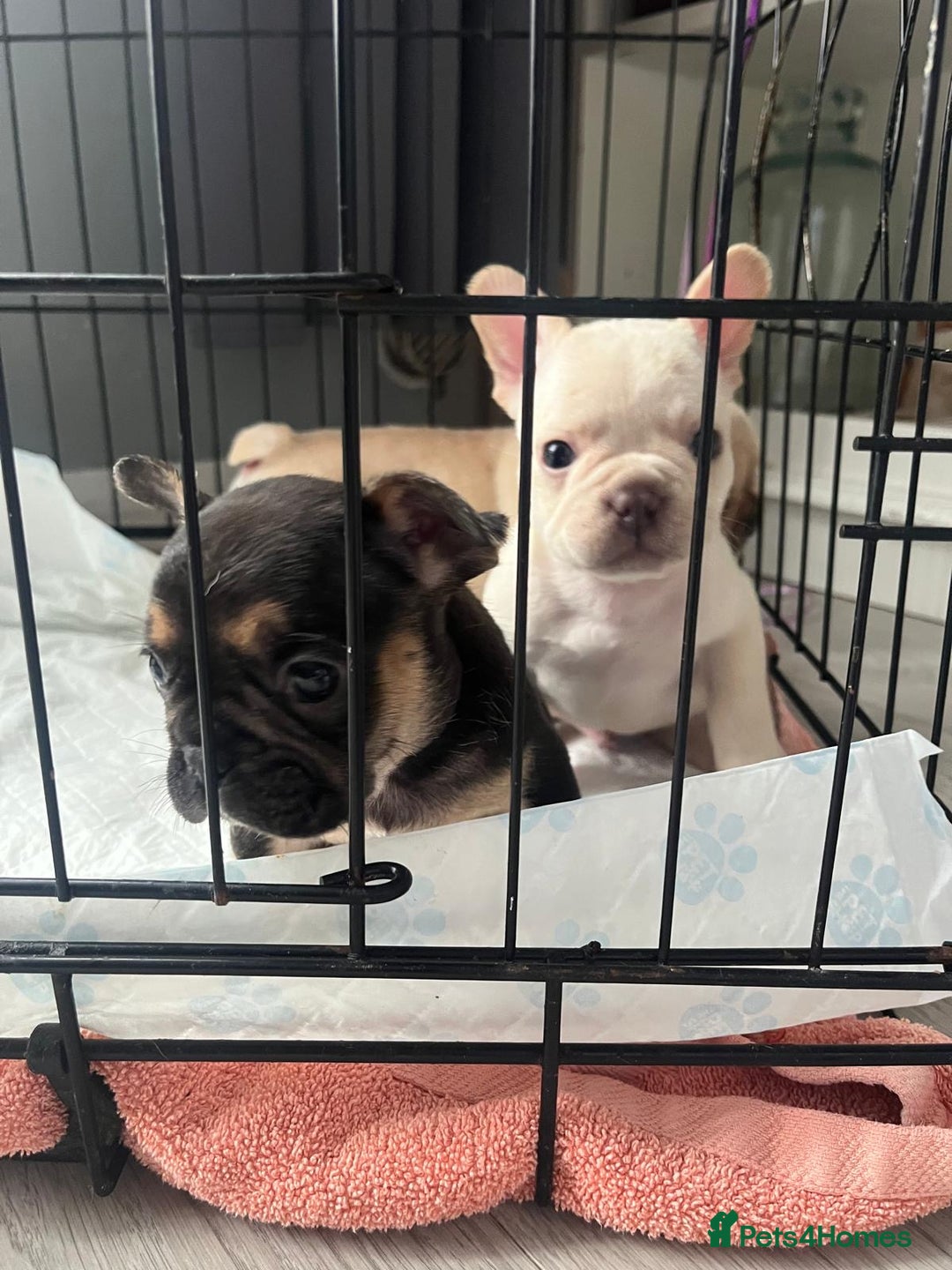 French Bulldog dogs for sale: French bulldog puppies  - Image 17