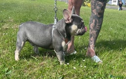 French Bulldog dogs for stud: Fluffy Carrier French Bulldog Stud - Image 5