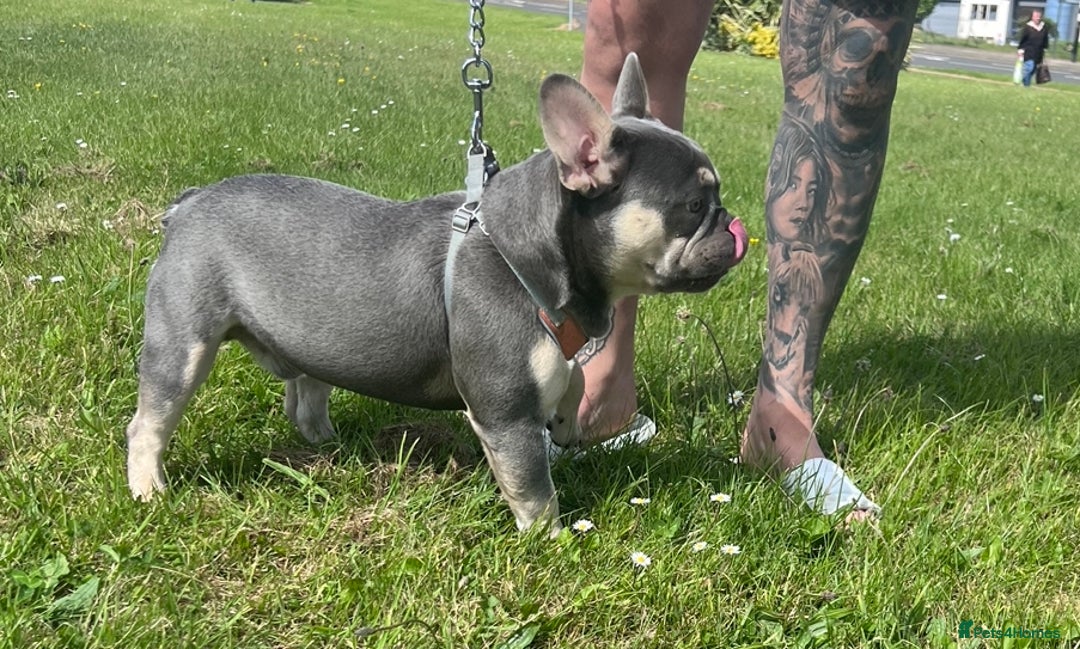 French Bulldog dogs for stud: Fluffy Carrier French Bulldog Stud - Image 5