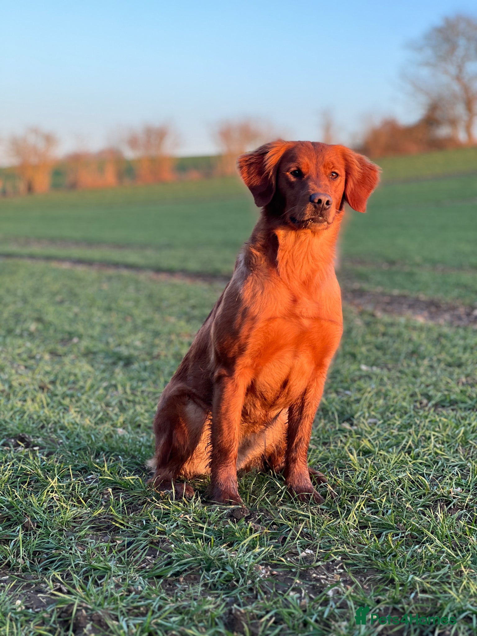 Golden Retriever dogs Exceptional KC Working golden retriever puppies  - Advert 2