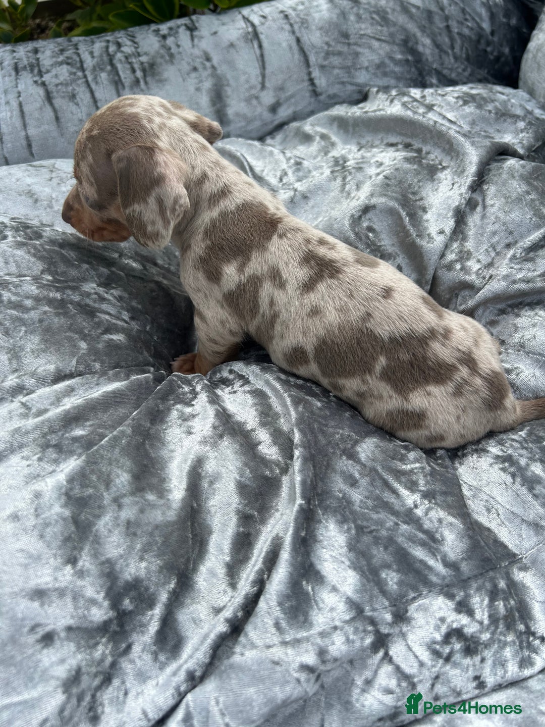 Miniature Dachshund dogs for sale: Ready Today! Miniature Dachshund Puppies  - Image 14