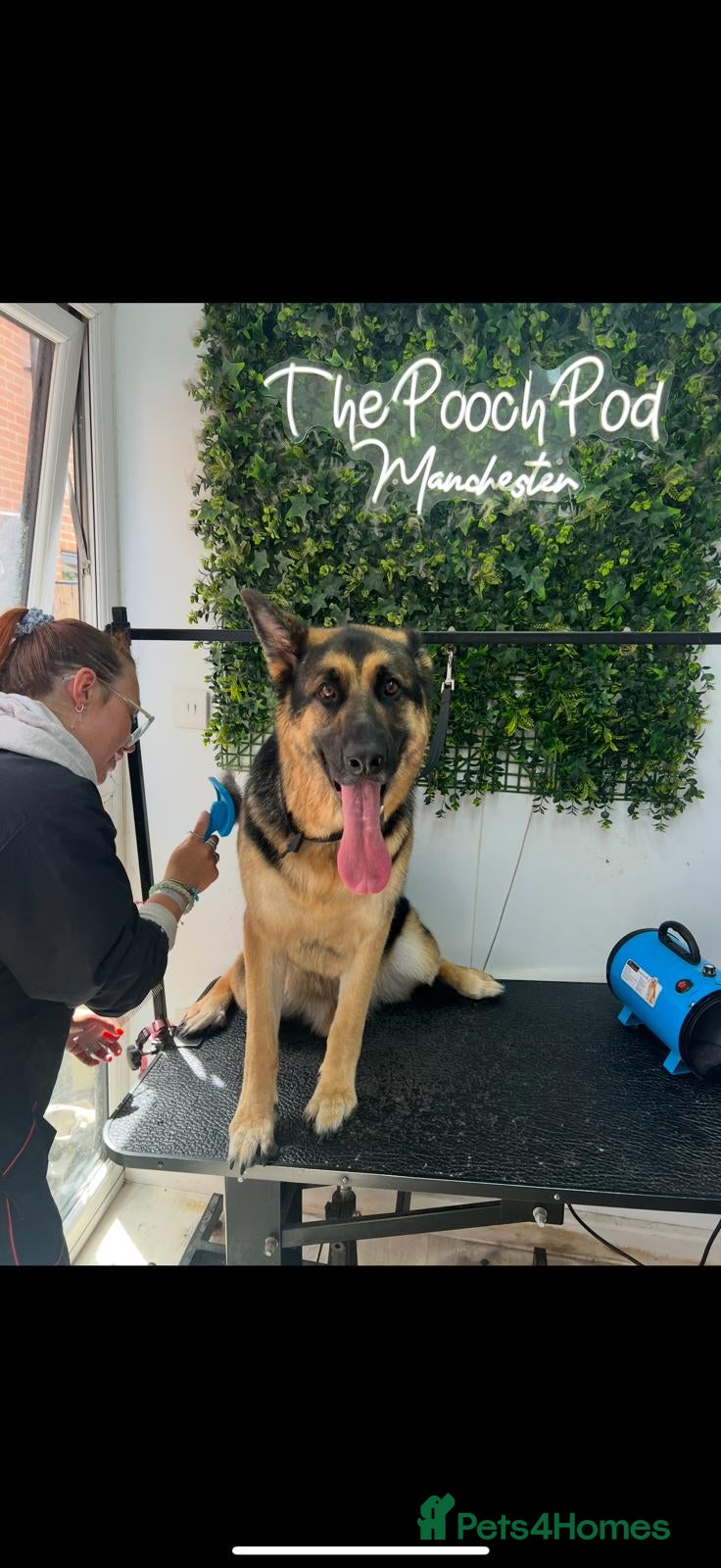 German Shepherd dogs Lovely boy who needs a caring home - Advert 2