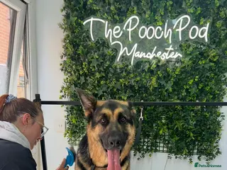 German Shepherd dogs Lovely boy who needs a caring home - Advert 2