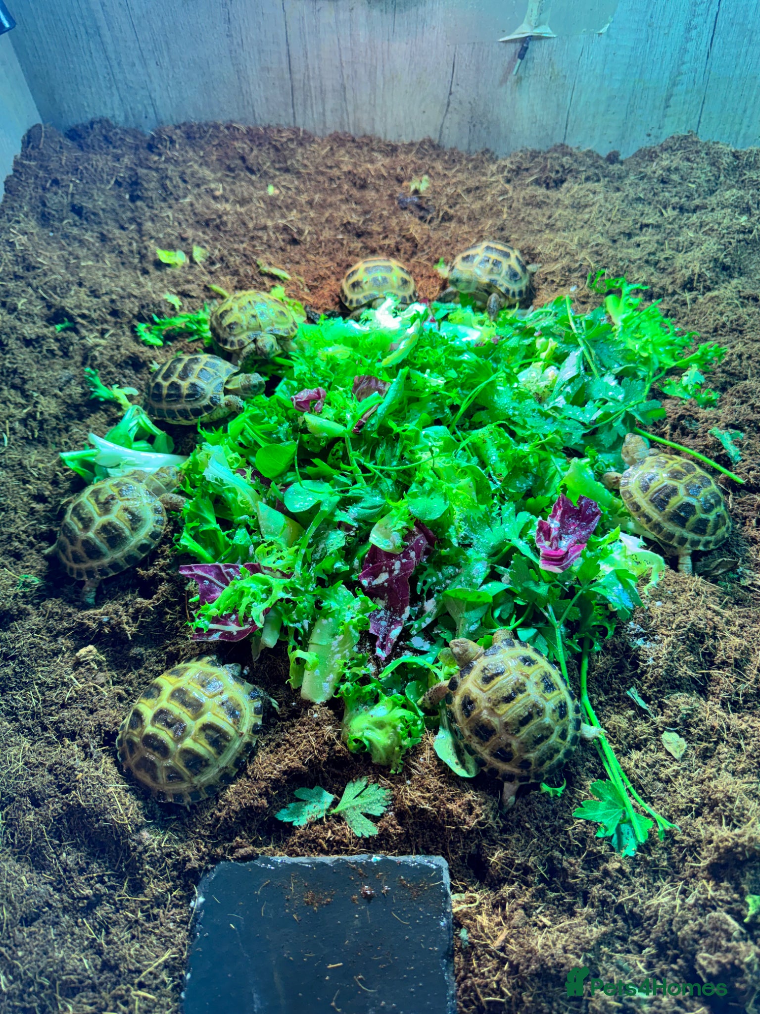 Tortoise reptiles BABY HORSFIELDS AND SET UPS READY NOW!! - Advert 4