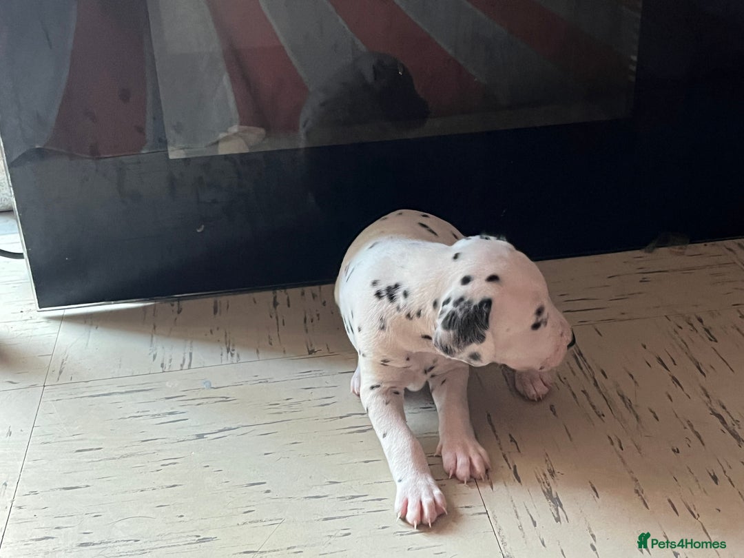 Dalmatian dogs for sale: Dalmatian puppies - Image 2