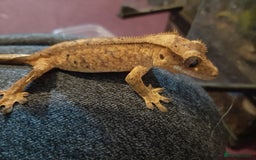 Gecko reptiles for sale: CRESTED GECKO BABIES  - Image 1
