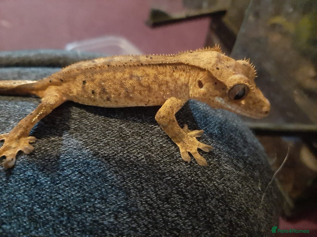 Gecko reptiles for sale: CRESTED GECKO BABIES  - Image 1