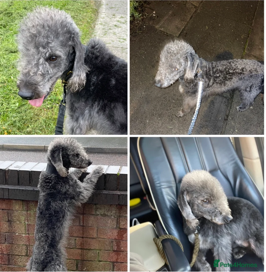 Mixed Breed dogs for sale: GENUINE HALF CROSS BEDDY WHIPPETS  in Liverpool - Advert 19