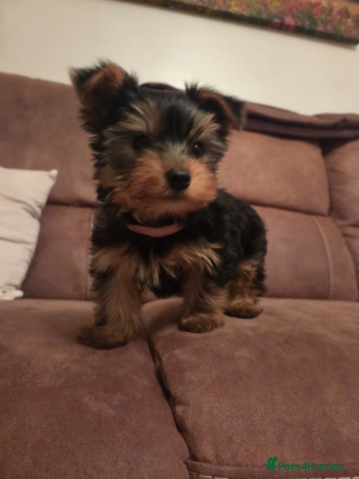 Yorkshire Terrier dogs  Tiny Yorkshire Terrier puppies - Advert 3