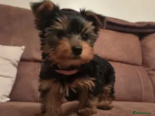 Yorkshire Terrier dogs Tiny Yorkshire Terrier puppies - Advert 3